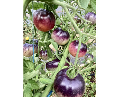 Томат Amethyst Jewel (Аметистовая драгоценность) 10шт