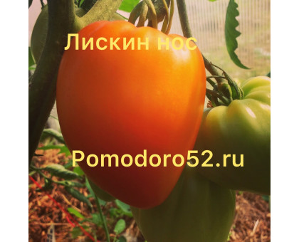Томат Лискин нос 5шт