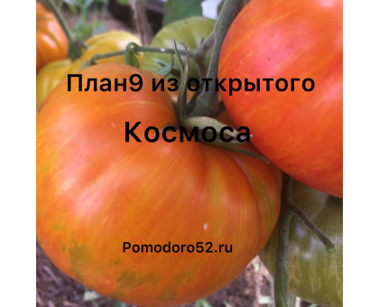 Томат План 9 из открытого космоса(Plan 9 from Outer Space)10шт