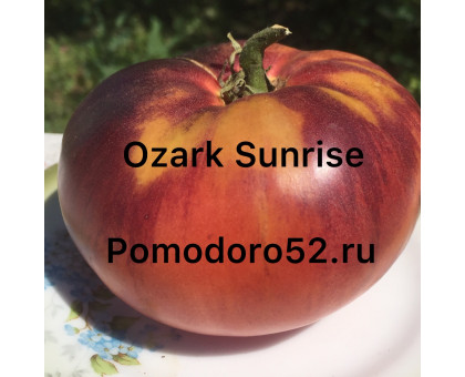 Томат Озарк восход (Ozark Sunrise) 10шт
