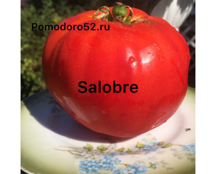 Томат Салобре(Salobre) Испания 10шт.