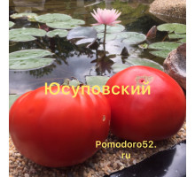Томат Юсуповский 10шт