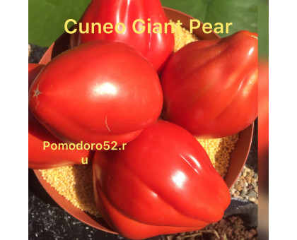 Томат КУНЕО ГИГАНТ (Cuneo Giant Pear)5шт