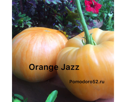 Томат Оранжевый джаз (Orange Jazz)10шт
