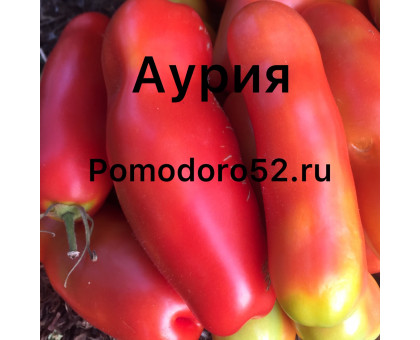 Томат Аурия 10шт