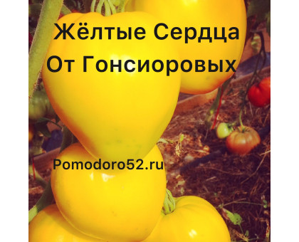 Томат Минусинские Гонсиоровские сердца желтые 10шт