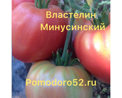 Томат Властелин минусинский 5шт