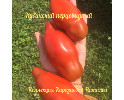 Томат КУБИНСКИЙ ПЕРЦЕВИДНЫЙ 10шт