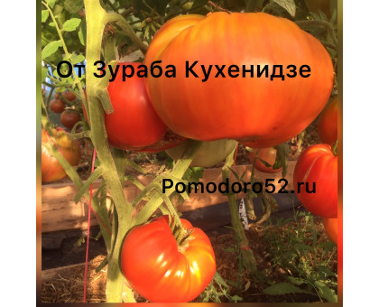 Томат ЗУРАБА КУХИНИДЗЕ 10 шт