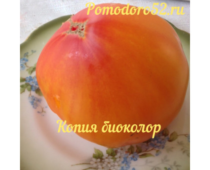 Томат Копия биколор(COPIA)10шт
