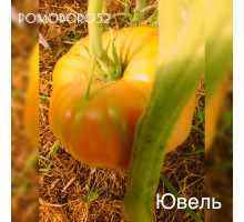 Томат ЮВЕЛЬ