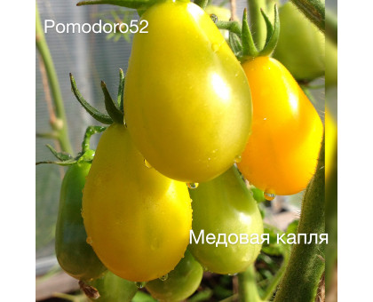 Томат Медовая капля